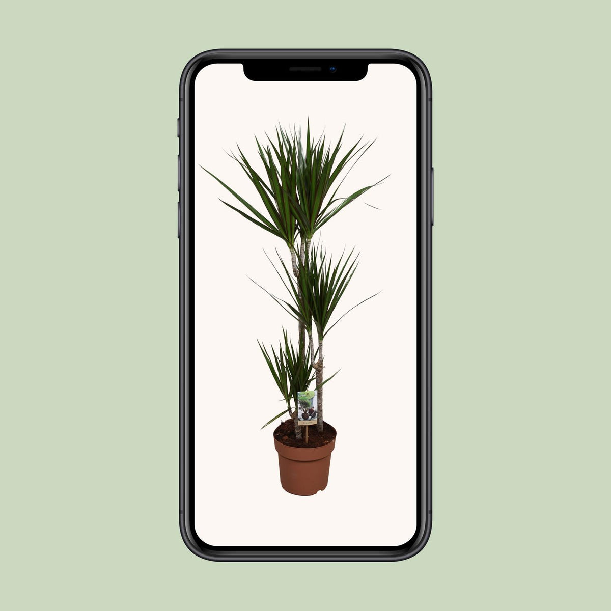 Dracaena marginata (Drachenbaum) – Ø 21 cm, 120 cm hoch – Art. 9683