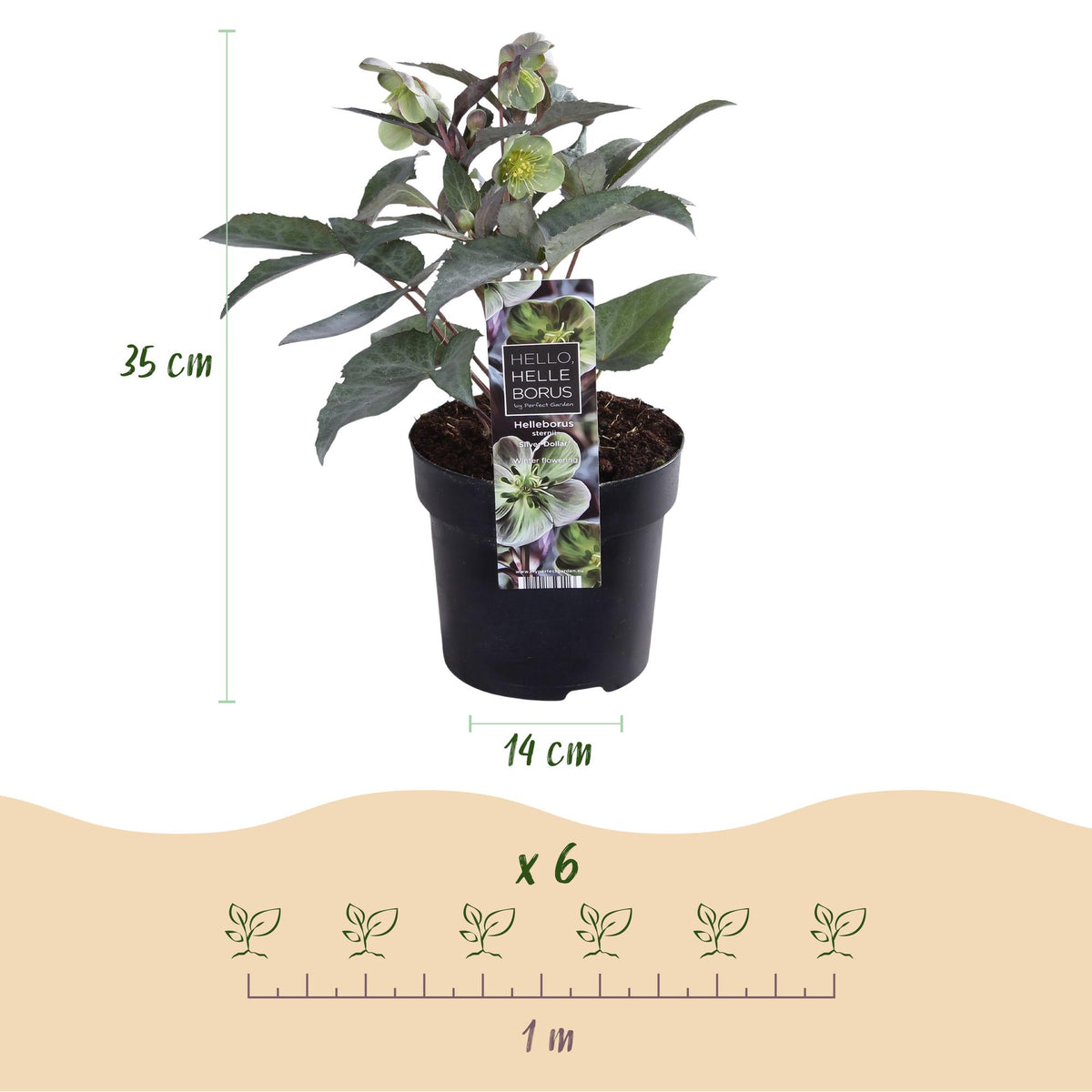 Helleborus sternii 'Silver Dollar' (Sternhalmi) – 2 Pflanzen, Ø 14 cm, 35 cm hoch
