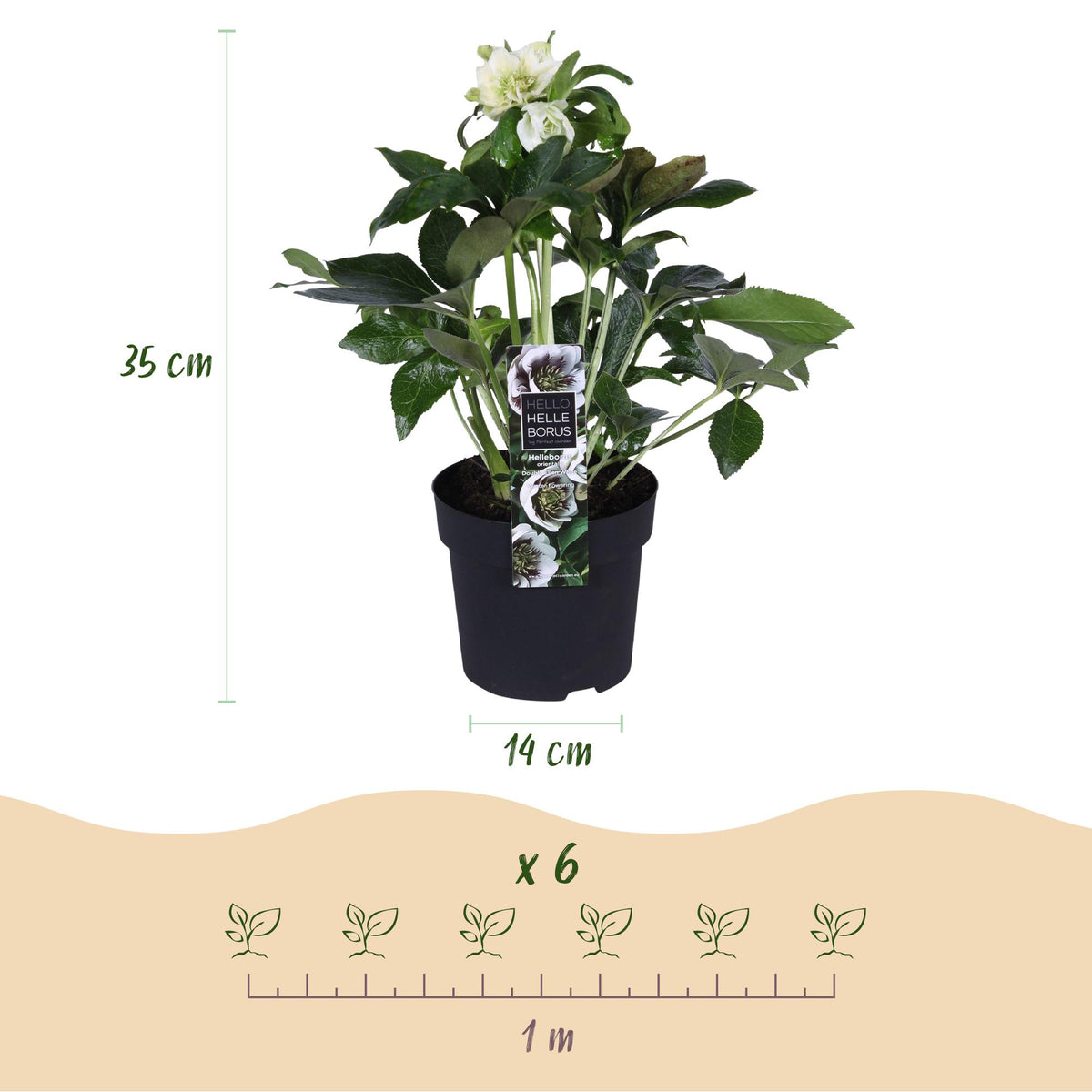 Helleborus orientalis 'Double Ellen White' (Christrose) – 2 Pflanzen, Ø 14 cm, 35 cm hoch