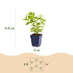 Nepeta sibirica 'Wild Orchid' (Katzenminze) – rosa – 24 Pflanzen, Ø11 cm, 15–25 cm hoch