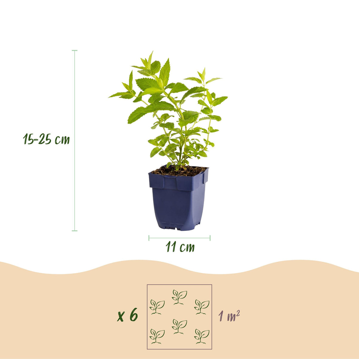 Nepeta sibirica 'Wild Orchid' (Katzenminze) – rosa – 24 Pflanzen, Ø11 cm, 15–25 cm hoch – Bild 3
