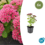 Sedum 'Herbstfreude' (stonecrop) – 6 plants, Ø9 cm, 10–25 cm high