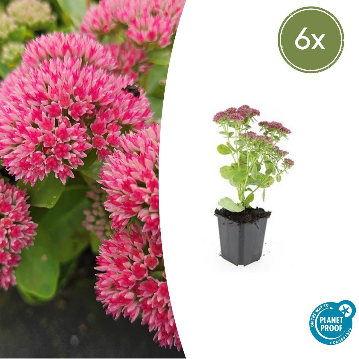 Sedum 'Herbstfreude' (stonecrop) – 6 plants, Ø9 cm, 10–25 cm high – photo 2