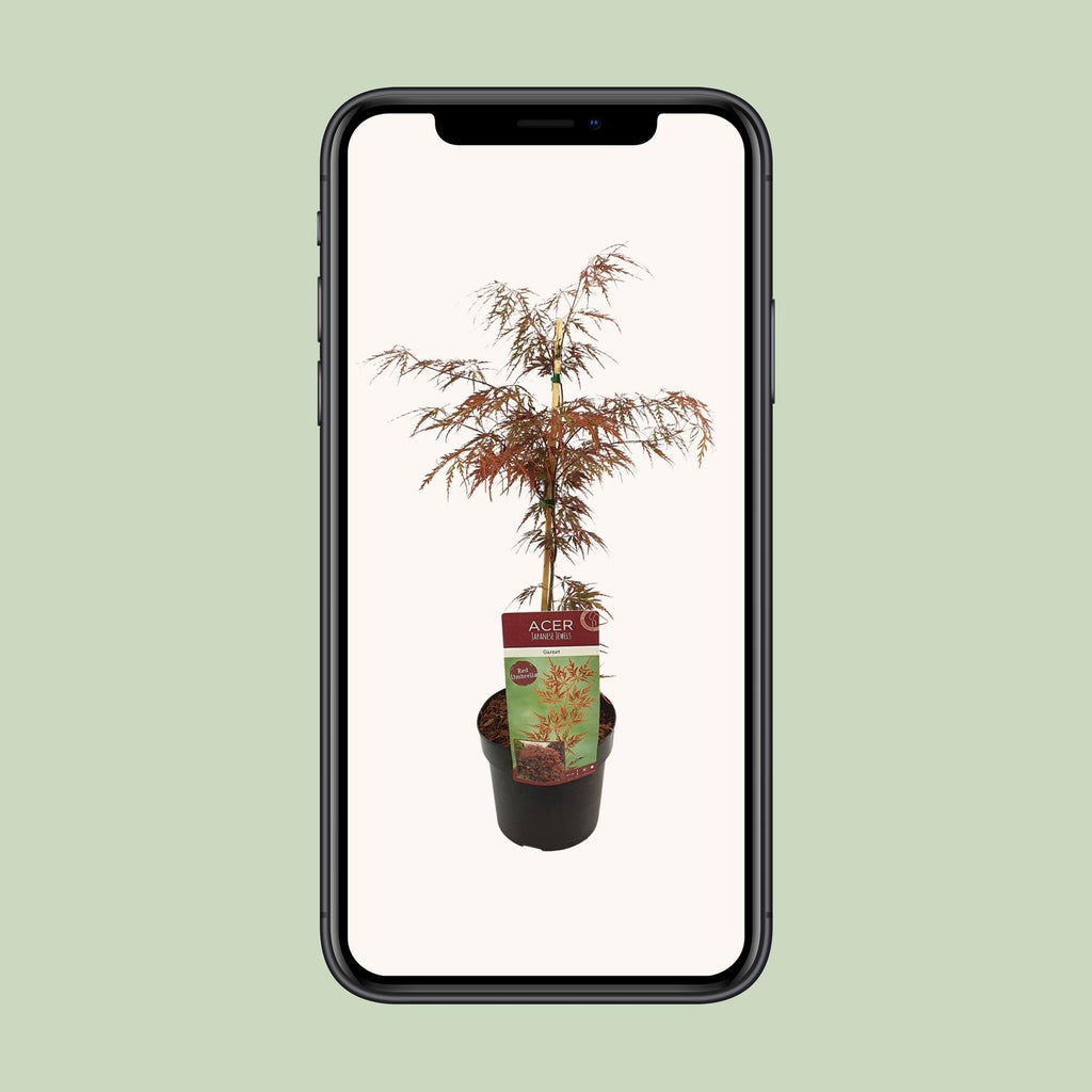 Acer palm. 'Garnet' (Japanese maple) – Ø19 cm, 40 cm high – photo 9
