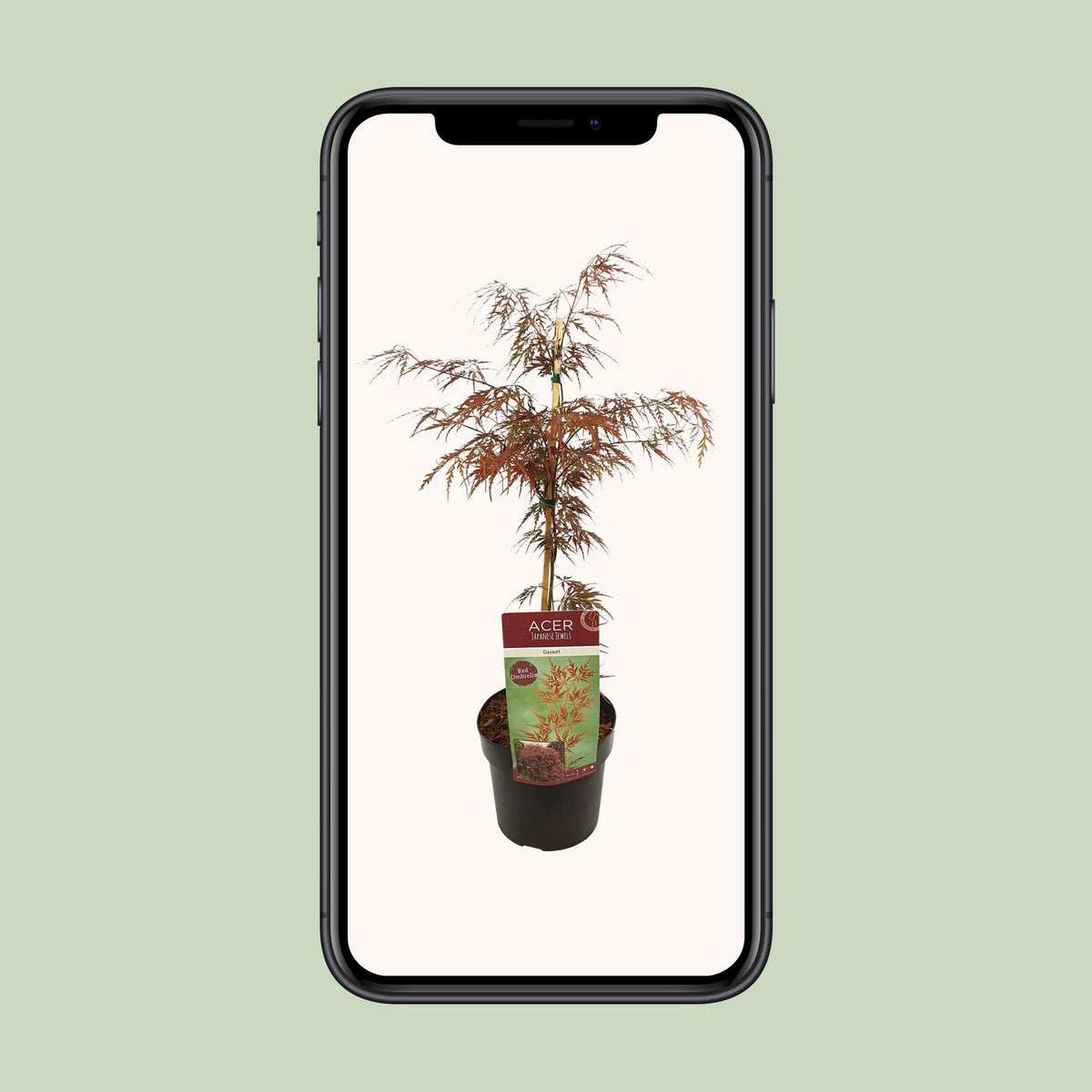 Acer palm. 'Garnet' (Japanese maple) – Ø19 cm, 40 cm high – photo 9