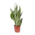 Sansevieria Moonshine (vrouwentong) – Ø17 cm, 60 cm hoog