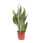 Sansevieria Moonshine (vrouwentong) – Ø17 cm, 60 cm hoog