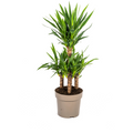 Yucca elephantipes – Ø30 cm, 90–110 cm høj