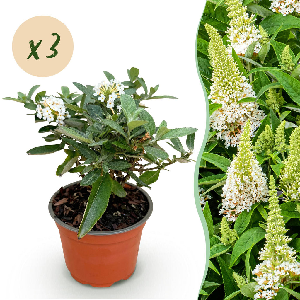 Buddleja davidii 'Butterfly Candy Little White' (vlinderstruik) – wit – 3 planten, Ø12 cm, 20–25 cm hoog