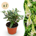Buddleja davidii 'Butterfly Candy Little White' (vlinderstruik) – wit – 3 planten, Ø12 cm, 20–25 cm hoog