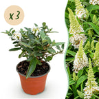 Buddleja davidii 'Butterfly Candy Little White' (vlinderstruik) – wit – 3 planten, Ø12 cm, 20–25 cm hoog