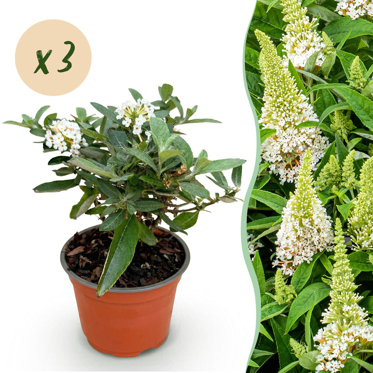Buddleja davidii 'Butterfly Candy Little White' (vlinderstruik) – wit – 3 planten, Ø12 cm, 20–25 cm hoog