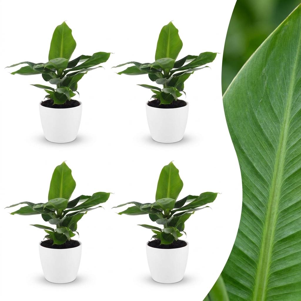 4× Musa Oriental Dwarf (plante banane) en pot décoratif blanc – Ø12 cm, 30 cm de haut