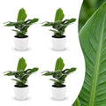 4× Musa Oriental Dwarf (plante banane) en pot décoratif blanc – Ø12 cm, 30 cm de haut