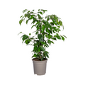 Ficus benjamina Exotica (Weiner-Ficus) – Ø 17 cm, 60–80 cm hoch