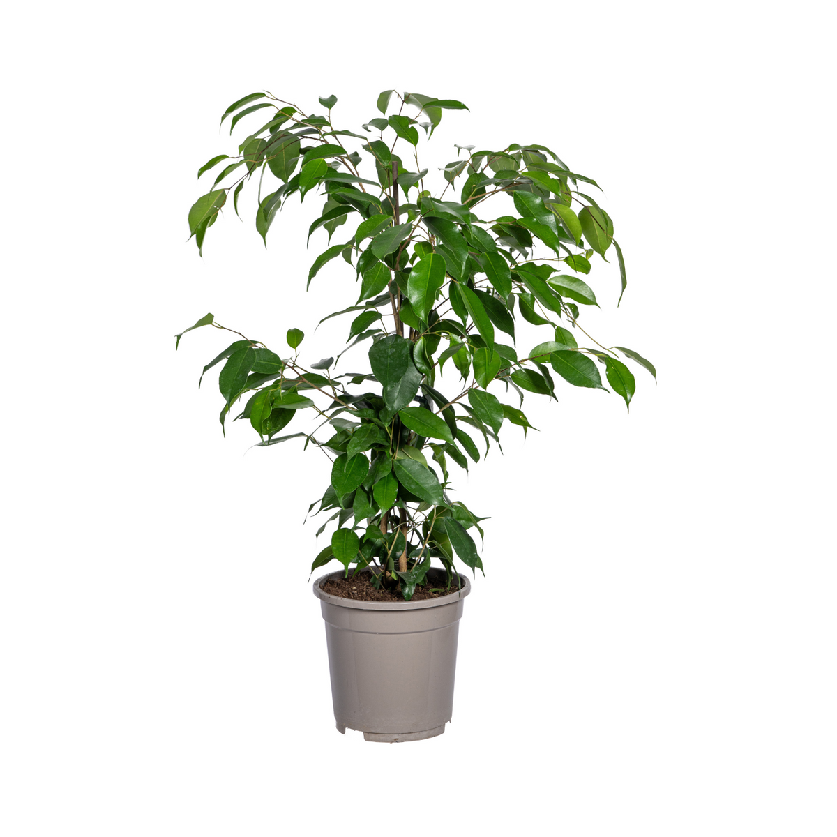 Ficus benjamina Exotica (treurvijg) – Ø17 cm, 60–80 cm hoog
