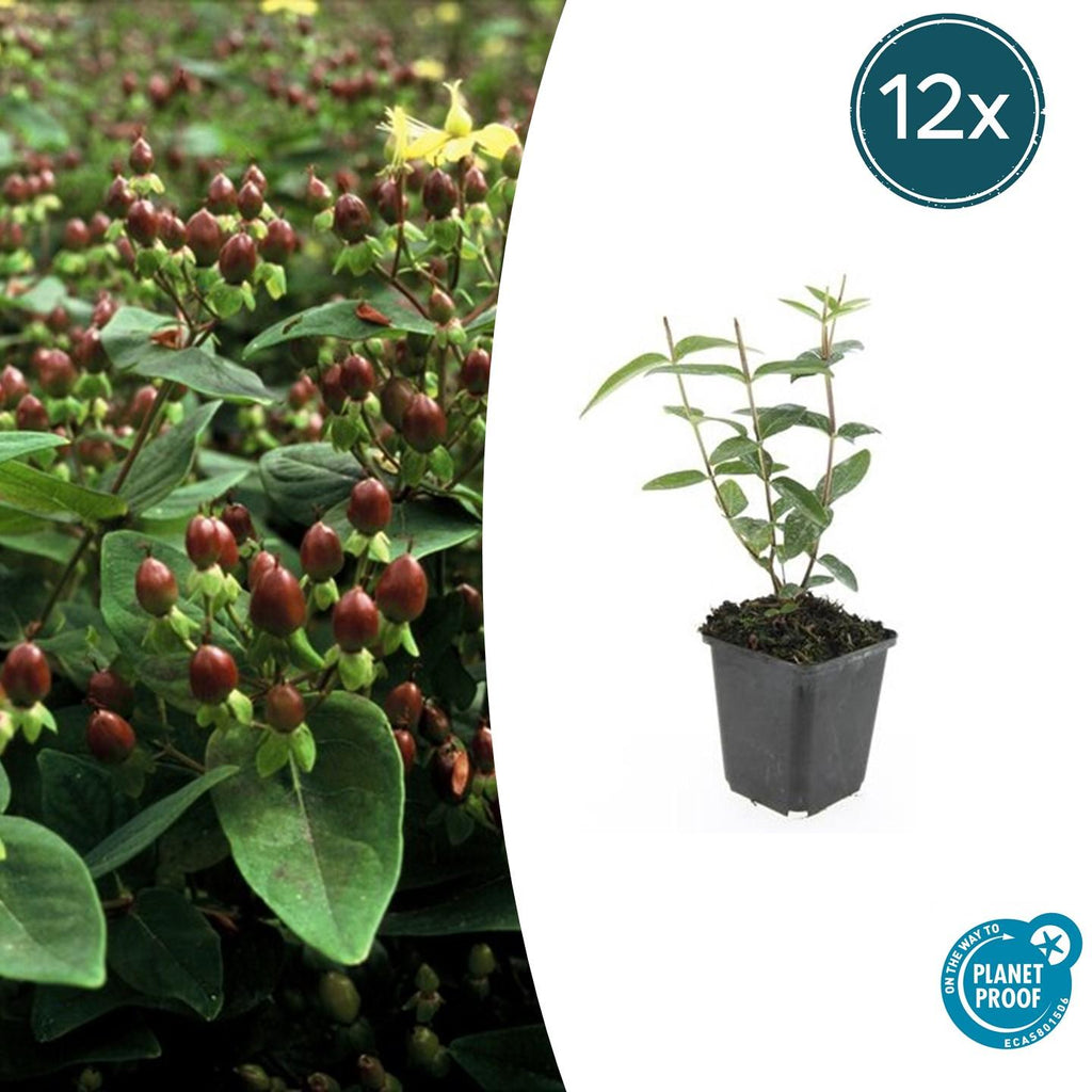Hypericum inodorum (Indischer Johanniskraut) – 12 Pflanzen, Ø9 cm, 10–25 cm hoch – Bild 2