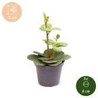 Peperomia Hope – Ø6 cm, 12 cm de haut