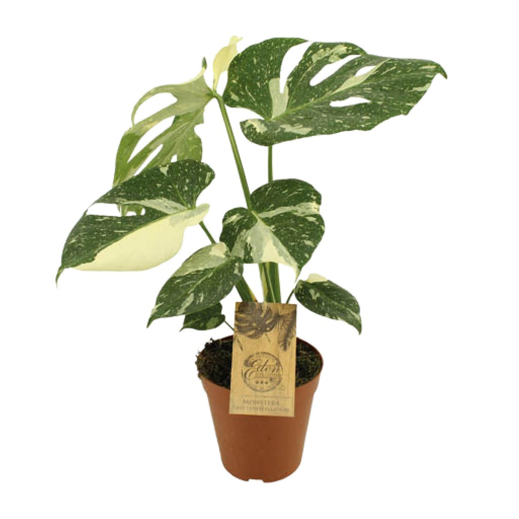 Monstera Thai Constellation (plante percée) – Ø15 cm, 50 cm de haut