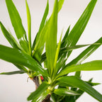 Yucca – Ø21 cm – art. 1462