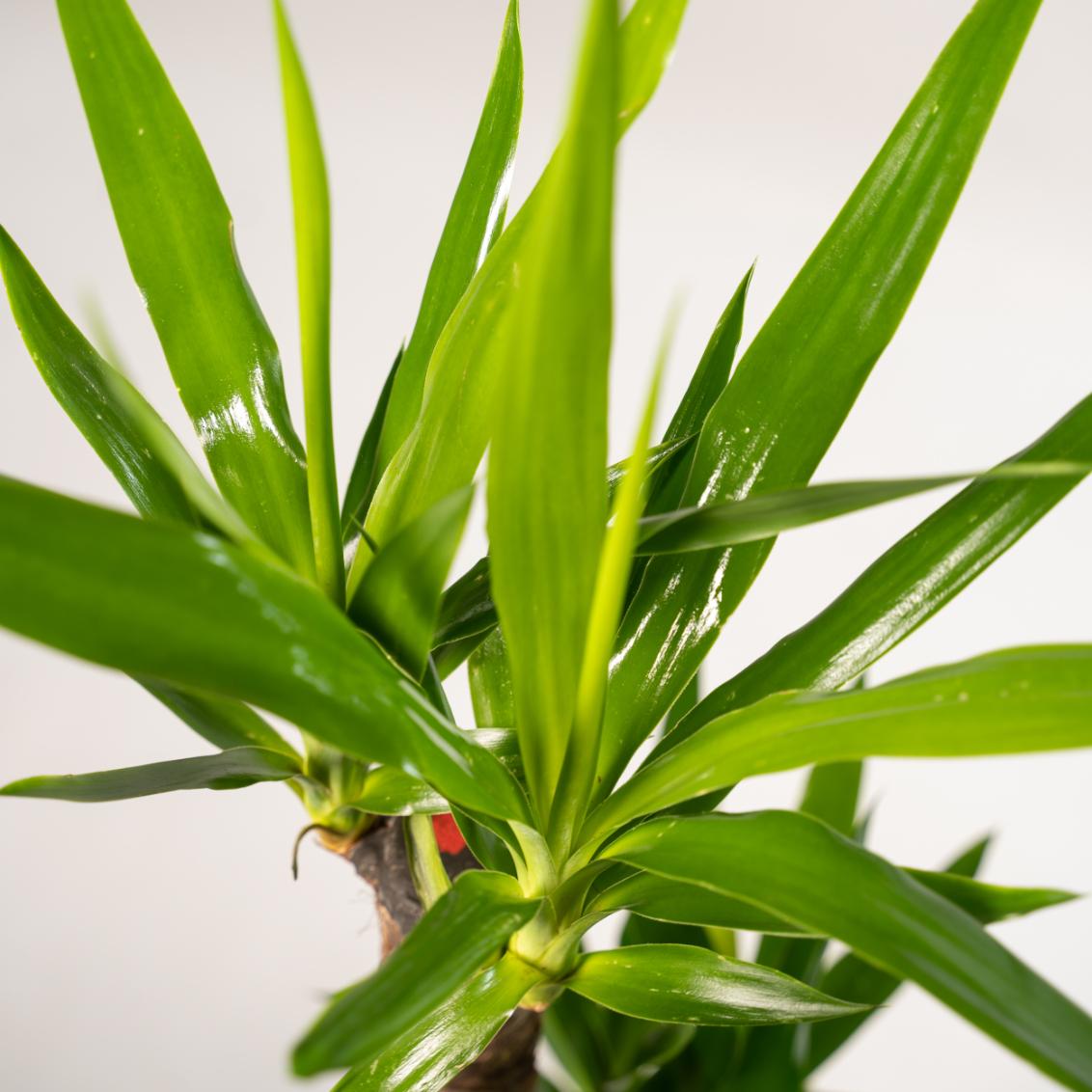 Yucca – Ø21 cm – art. 1462