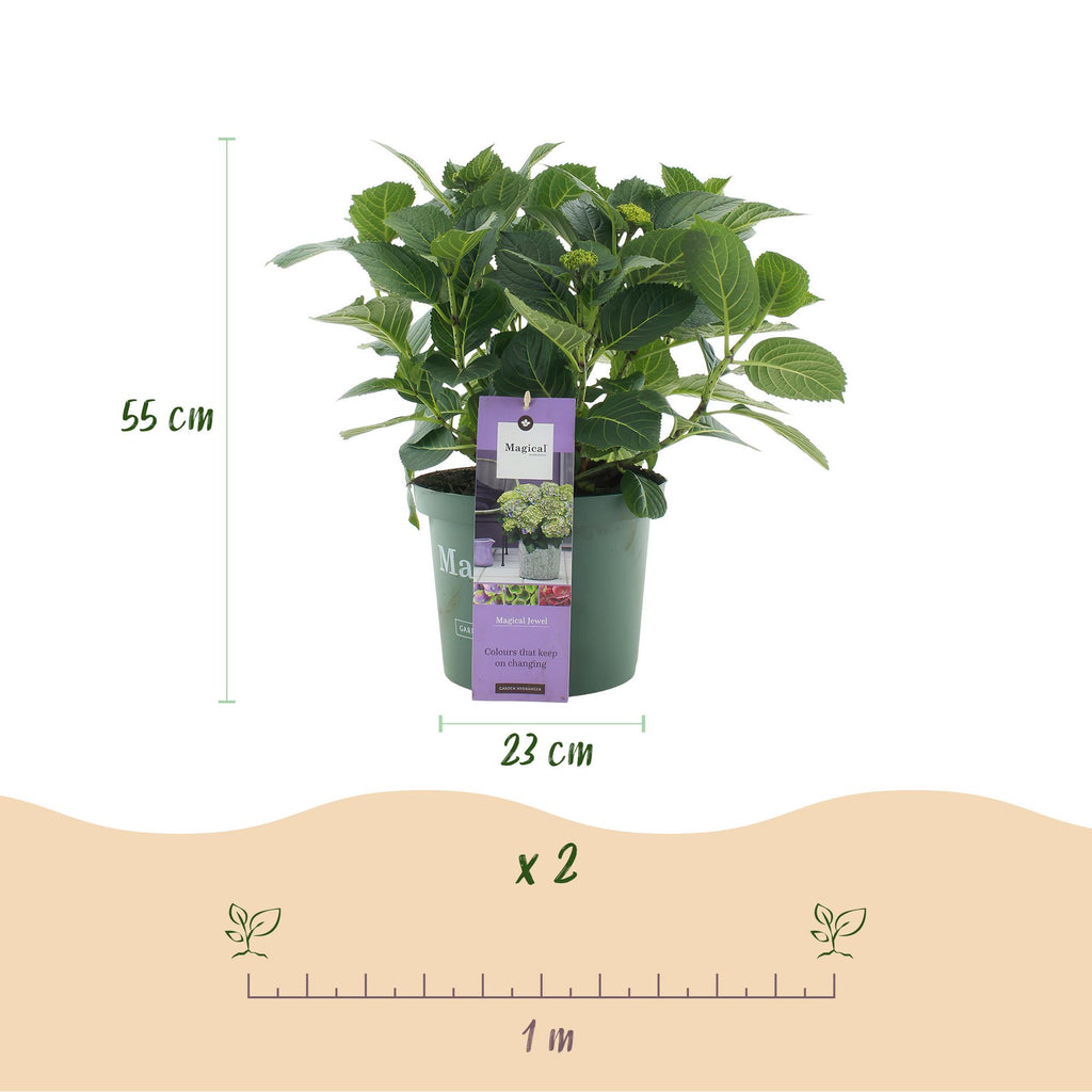 Hydrangea 'Magical Jewel Blue' (Hortensie) – blau – Ø 23 cm, 55 cm hoch – Bild 3