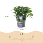 Hydrangea 'Magical Jewel Blue' (Hortensie) – blau – Ø 23 cm, 55 cm hoch