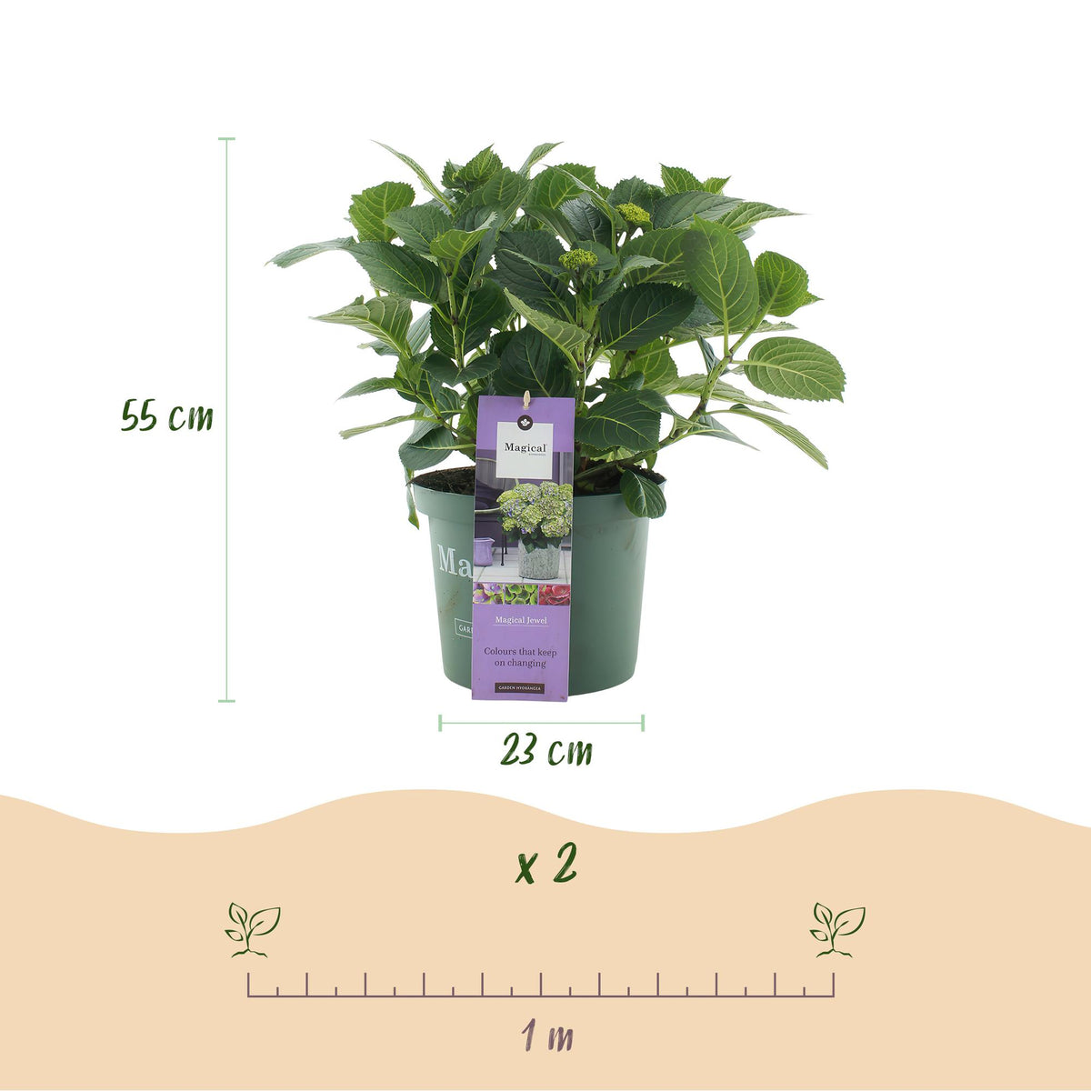 Hydrangea 'Magical Jewel Blue' (Hortensie) – blau – Ø 23 cm, 55 cm hoch – Bild 3