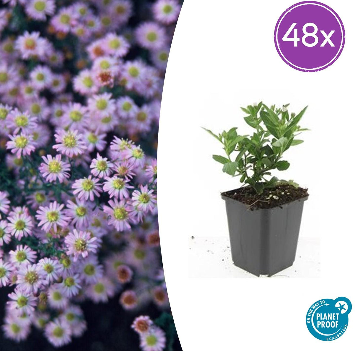 Aster ageratoides 'Stardust' – 48 Pflanzen, Ø9 cm, 10–25 cm hoch