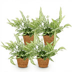 4× Pteris cretica Albolineata (pteris-varen) met mand – Ø12 cm, 20 cm hoog