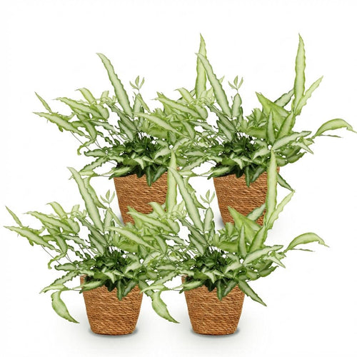 4× Pteris cretica Albolineata (pteris-varen) met mand – Ø12 cm, 20 cm hoog