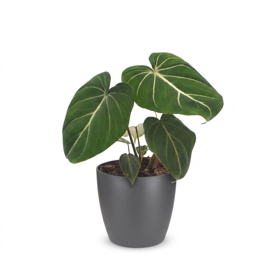 Philodendron gloriosum en pot décoratif gris – Ø12 cm, 25 cm de haut – photo 2
