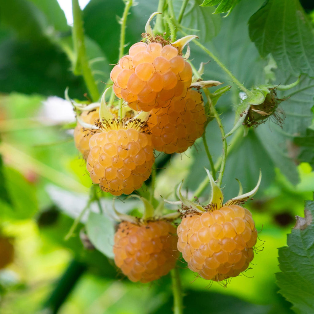 Rubus idaeus 'Fallgold' (gelbe Himbeere) – 2 Pflanzen, Ø11 cm, 40 cm hoch – Bild 4