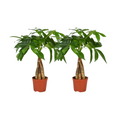 2× Pachira aquatica Tronc tressé (arbre à monnaie) – Ø12 cm, 35 cm de haut