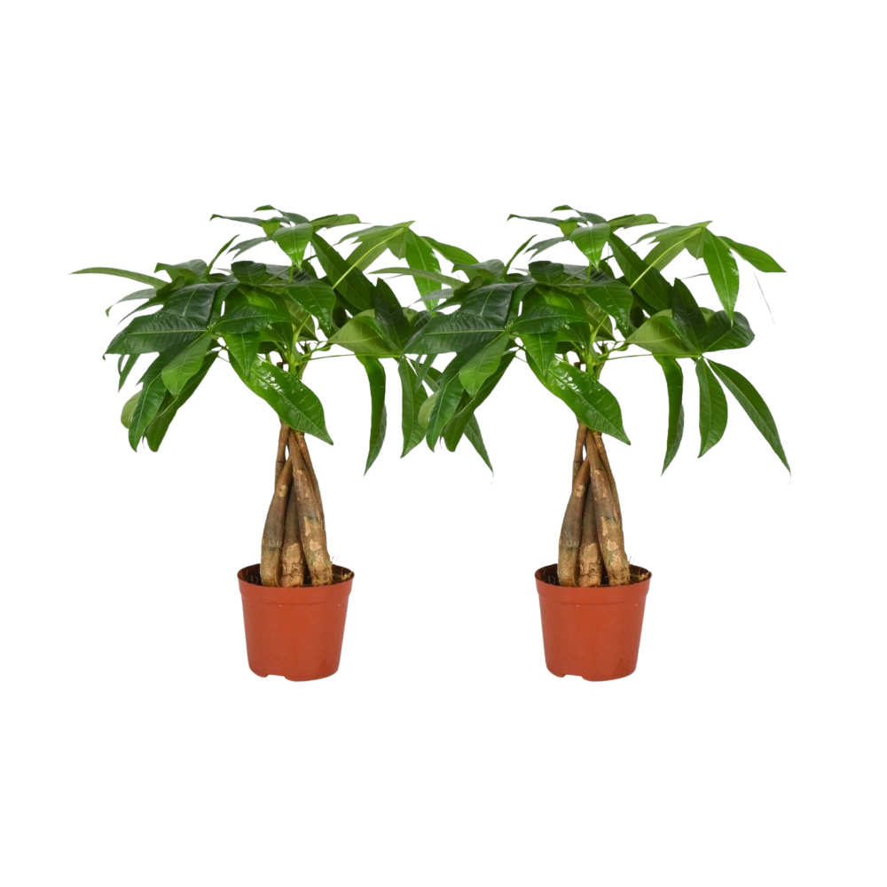 2× Pachira aquatica Tronc tressé (arbre à monnaie) – Ø12 cm, 35 cm de haut