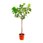 Ficus lyrata arbre XXXL (ficus lyre) – Ø45 cm, 270 cm de haut