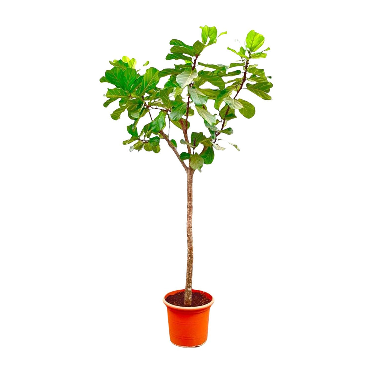 Ficus lyrata boom XXXL (vioolbladplant) – Ø45 cm, 270 cm hoog