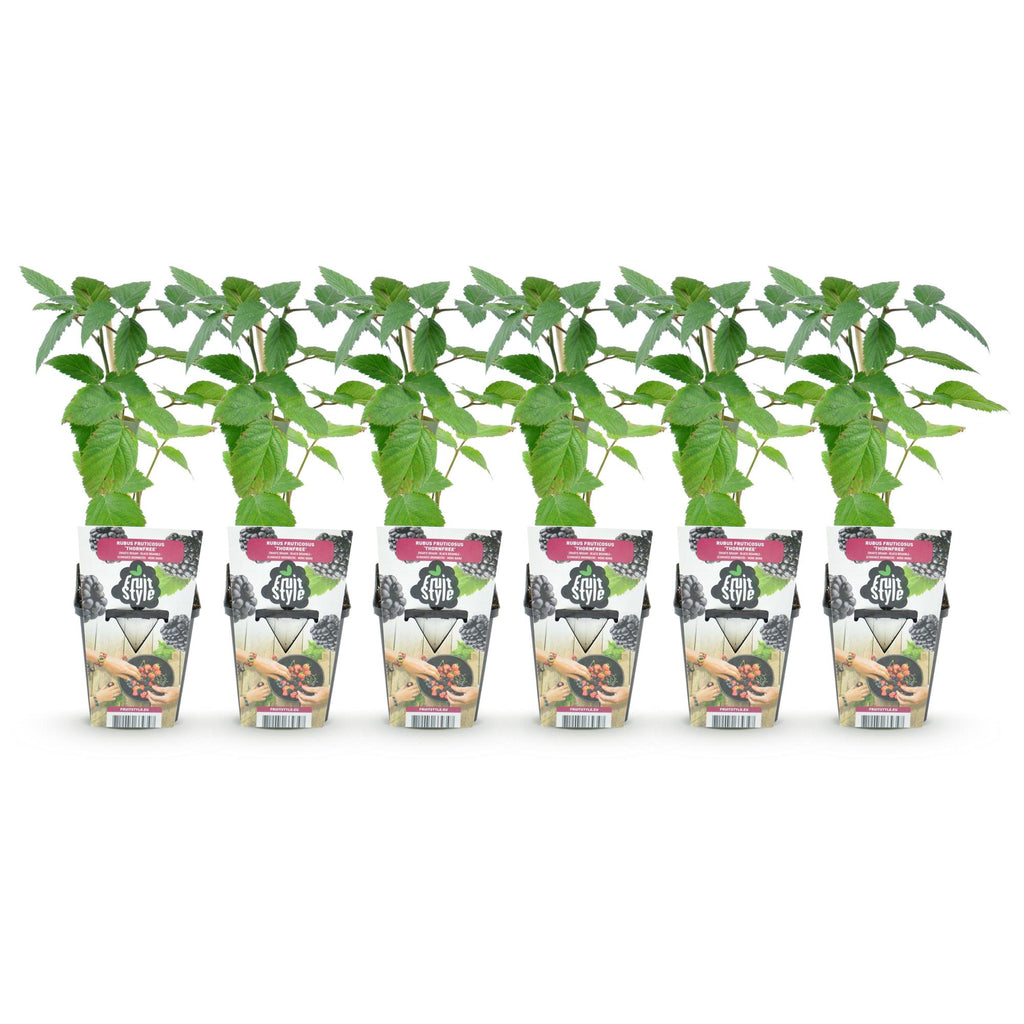 Rubus 'Thornfree' (braam) – 6 planten, Ø9 cm, 35 cm hoog – foto 2