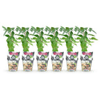 Rubus 'Thornfree' (braam) – 6 planten, Ø9 cm, 35 cm hoog