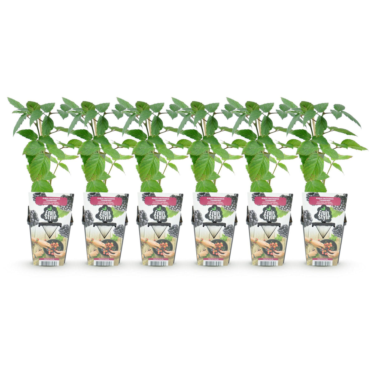 Rubus 'Thornfree' (braam) – 6 planten, Ø9 cm, 35 cm hoog – foto 2
