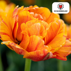 Tulipe 'Gudoshnik Double' – 20 bulbes (calibre 11/12)