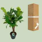Ficus lyrata (Geigenfeige) – Ø 26 cm, 100 cm hoch