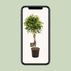 Ficus benjamina Exotica (Weiner-Ficus) – Ø 27 cm, 120 cm hoch