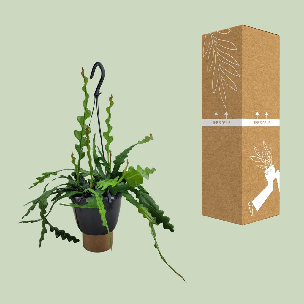 Epiphyllum Anguliger (Cactaceae) – Ø14 cm, 35 cm de haut