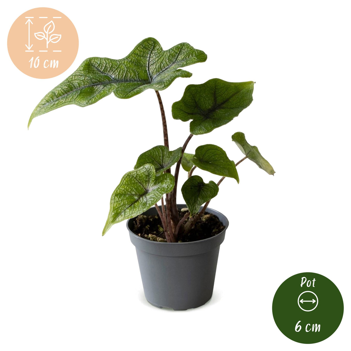 Alocasia Jacklyn (oreille d’éléphant) – Ø6 cm, 10 cm de haut