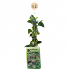 Hydrangea anomala petiolaris (hortensia grimpant) – blanc – 2 plantes, Ø9 cm, 35 cm de haut
