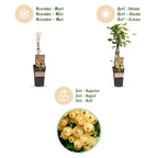 Ribes rubrum 'Parel' (Johannisbeerpflanze) – 2 Pflanzen, Ø 15 cm, 50 cm hoch