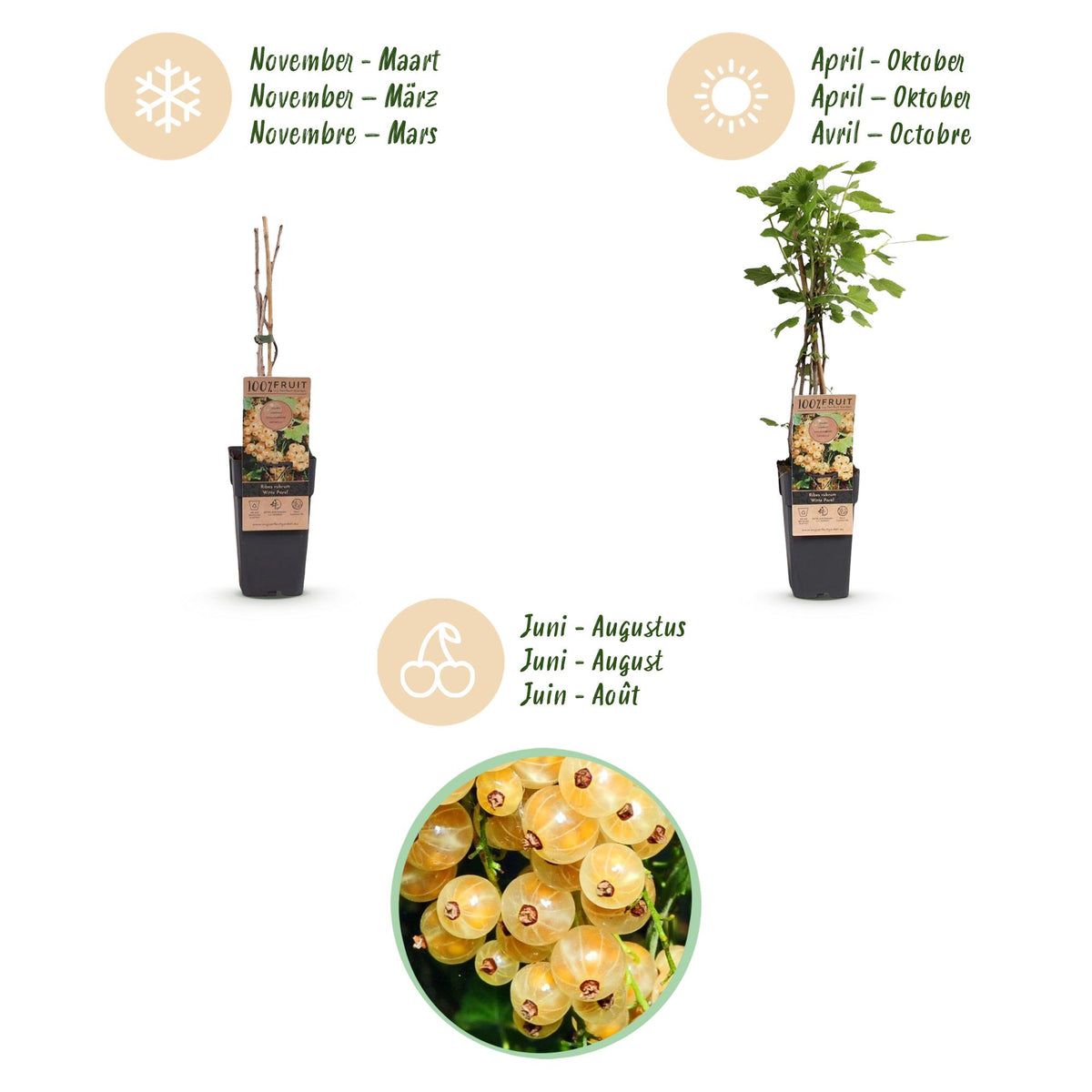 Ribes rubrum 'Parel' (Johannisbeerpflanze) – 2 Pflanzen, Ø 15 cm, 50 cm hoch – Bild 4