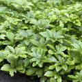 Pachysandra term. 'Green Carpet' (plante d'ombre) – 12 plantes, Ø9 cm, 10–25 cm de haut