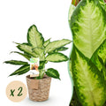 2× Dieffenbachia met mand – Ø17 cm, 45–50 cm hoog